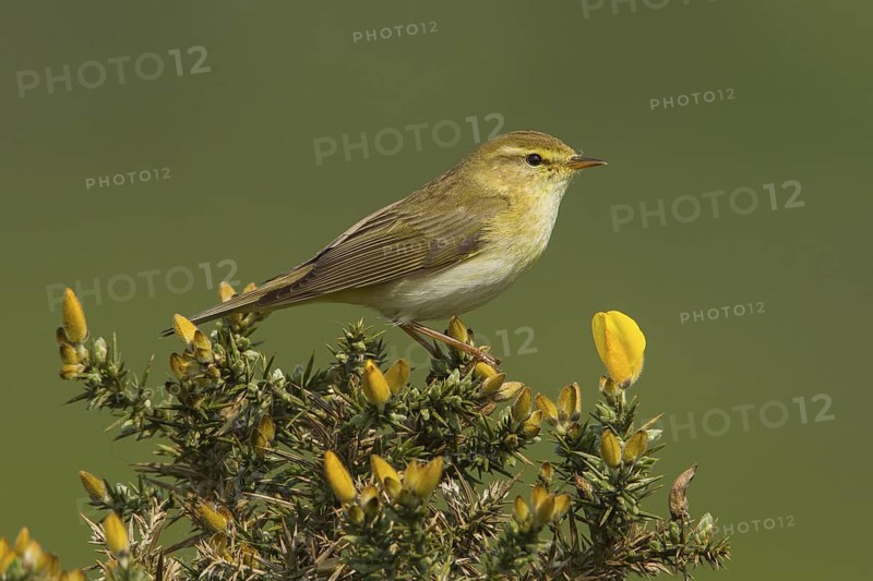 Willow Warbler (Phylloscopus trochilus), United Kingdom