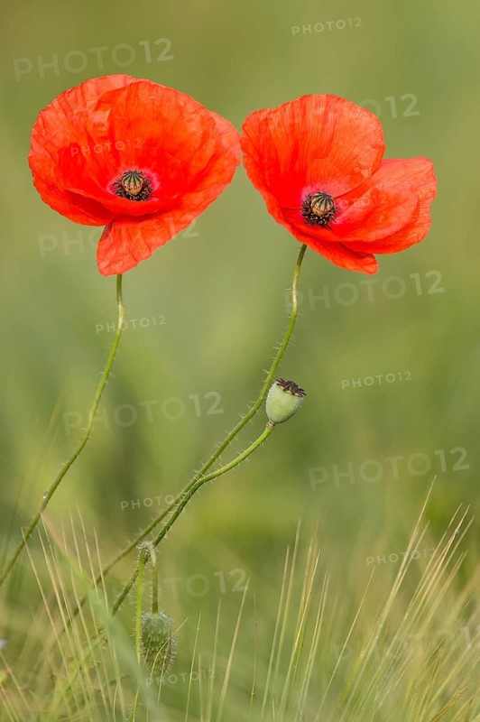 Corn Poppy (Papaver rhoeas), North Rhine-Westphalia, Germany