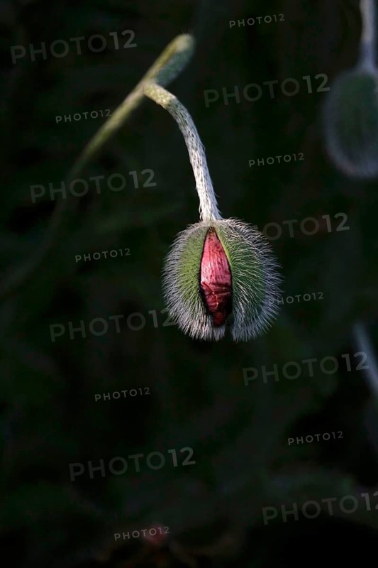 Mysterious poppies, spring, Germany