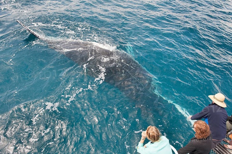 People on boat whale watching, Hervey Bay, Queensland, Australia