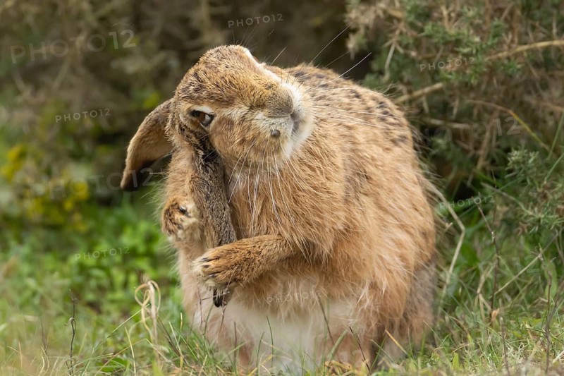 European brown hare (Lepus europaeus) adult animal washing its ear in grassland, England, United Kingdom