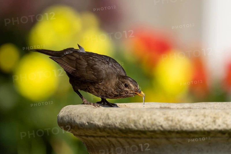 European blackbird (Turdus merula) adult female bird drinking from a garden bird water bath, Suffolk, England, United Kingdom