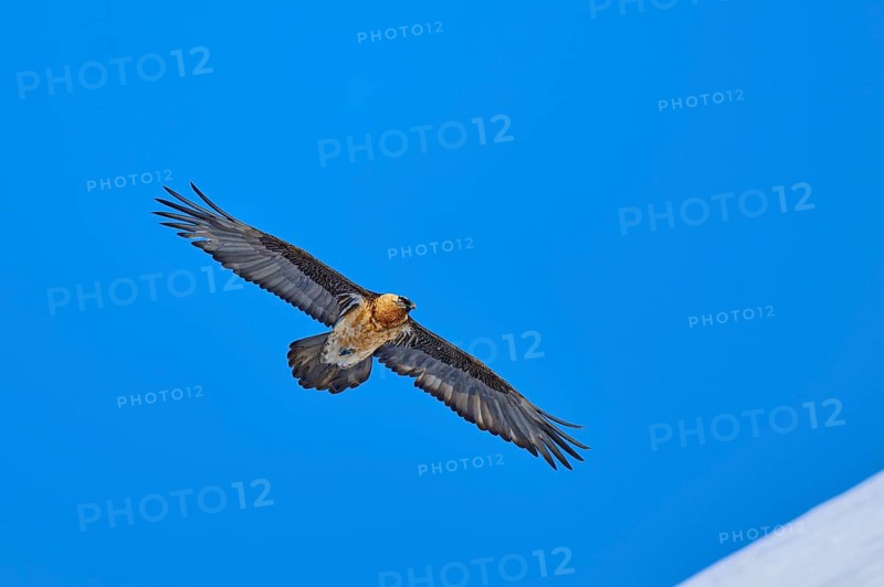 Bearded vulture (Gypaetus barbatus), with wide spread wings flying high in the clear blue sky, Gemmi Pass, Leukerbad, Leuk, Valais, Switzerland