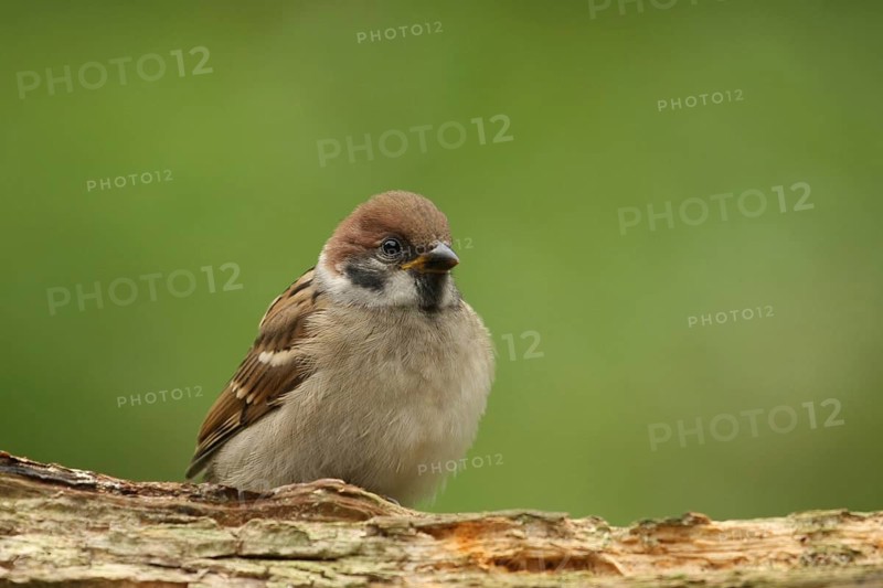 Eurasian Tree Sparrow (Passer montanus) juvenile, Lower Saxony, Germany