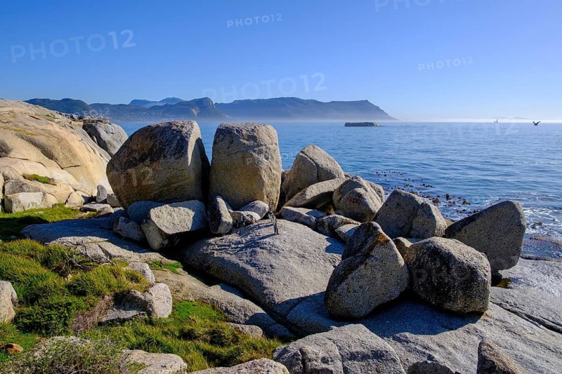 Boulders Penguin Colony, Simons Town, Cape Town, Cape Island, South Africa