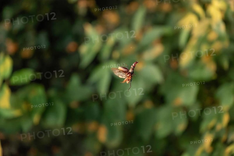 Stag beetle hovers in the trees of the Voralb at sunset