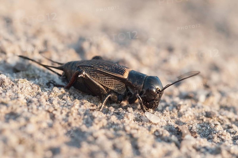 2009, Brandenburg, field cricket, Germany, Gryllus campestris, Nabu, national natural heritage, natural paradise Grünhaus, post-mining landscape, ensifera, field cricket, grilling, green house, insects, long-feeler scare