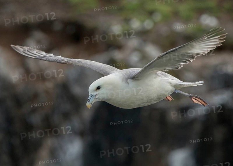 Northern Fulmar (Fulmarus glacialis) flying, Scotland, United Kingdom