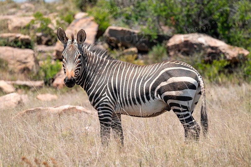 Cape Mountain Zebra (Equus zebra zebra), adult animal, Mountain Zebra National Park, Eastern Cape, South Africa