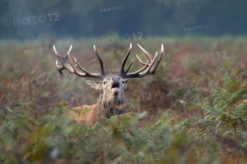 Red deer (Cervus elaphus) adult male stag mammal roaring during the rutting season amongst bracken in autumn, England, United Kingdom