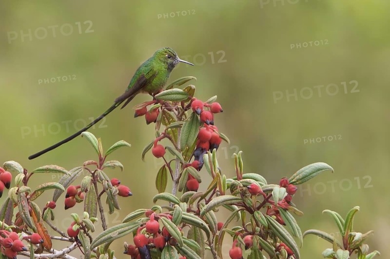 Green-tailed Trainbearer (Lesbia nuna) perched on a branch in Bolivia, South America