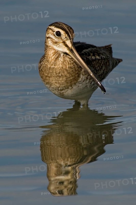 Swinhoe's Snipe (Gallinago megala), Western Australia, Australia