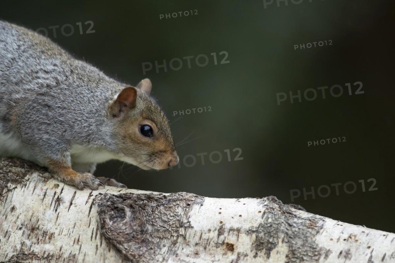 Grey squirrel (Sciurus carolinensis) adult animal standing on a Silver birch tree log, Wales, United Kingdom