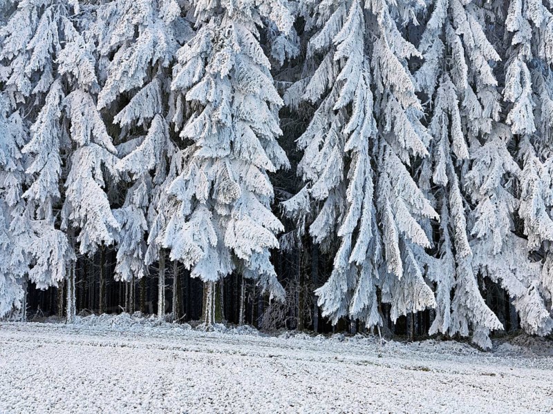 Winter landscape with forest and meadows in hoarfrost, Beinwil, Freiamt, Canton of Aargau, Switzerland