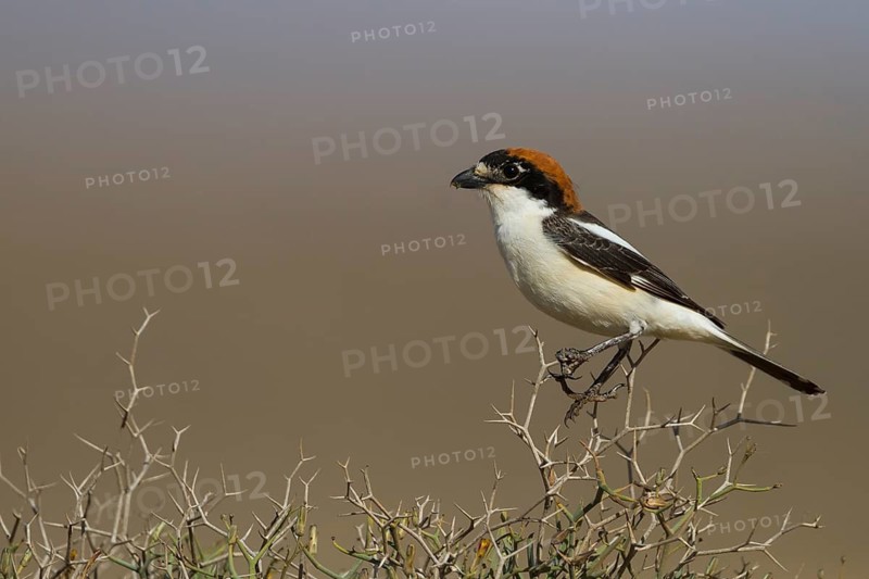 Woodchat Shrike - Rotkopfwürger - Lanius senator ssp. rutilans, Morocco, adult male