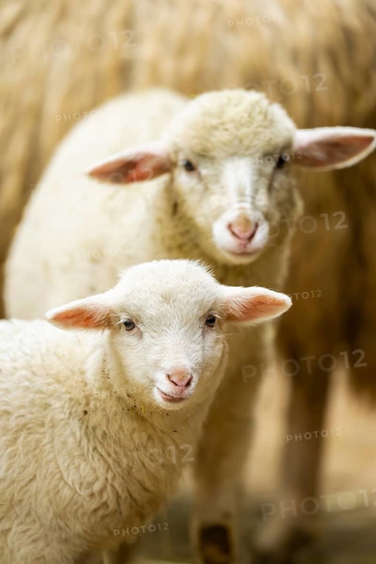 Domestic sheep (Ovis orientalis aries) lamb, portrait, Bavaria, Germany