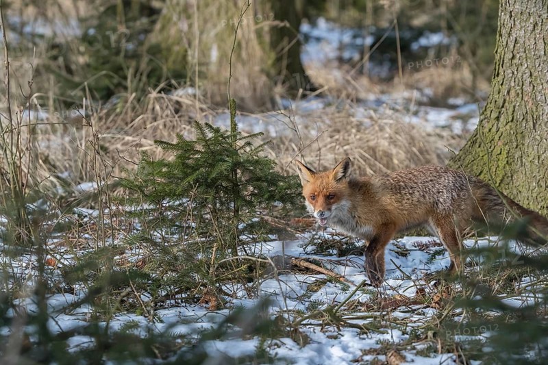 One red fox, Vulpes vulpes, running thru the undergrowth of a forest on a sunny day