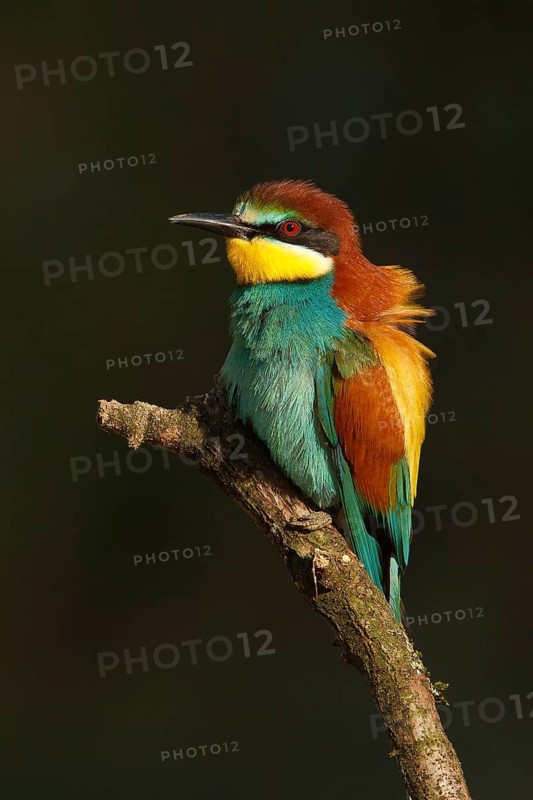 European Bee-eater (Merops apiaster), France
