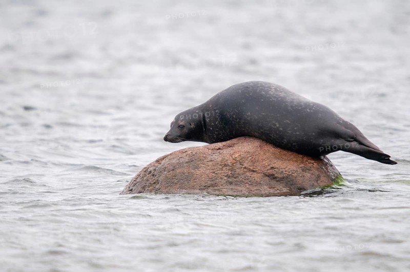 Carnivora, common seal, harbor seal, dog seal, phoca vitulina, phocidae, pinnipedia, predators, seals, Sweden, seals, mammals, raptors, Sweden, mammals, Öland