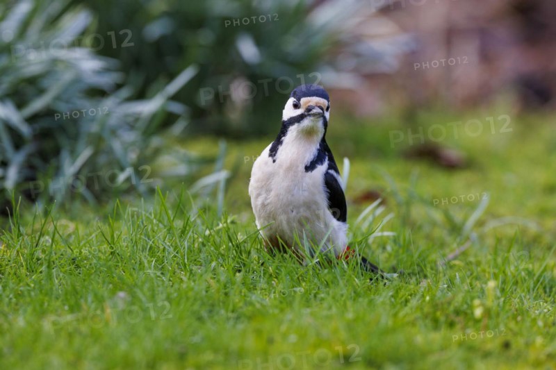 Great spotted woodpecker (Dendrocopos major), Germany