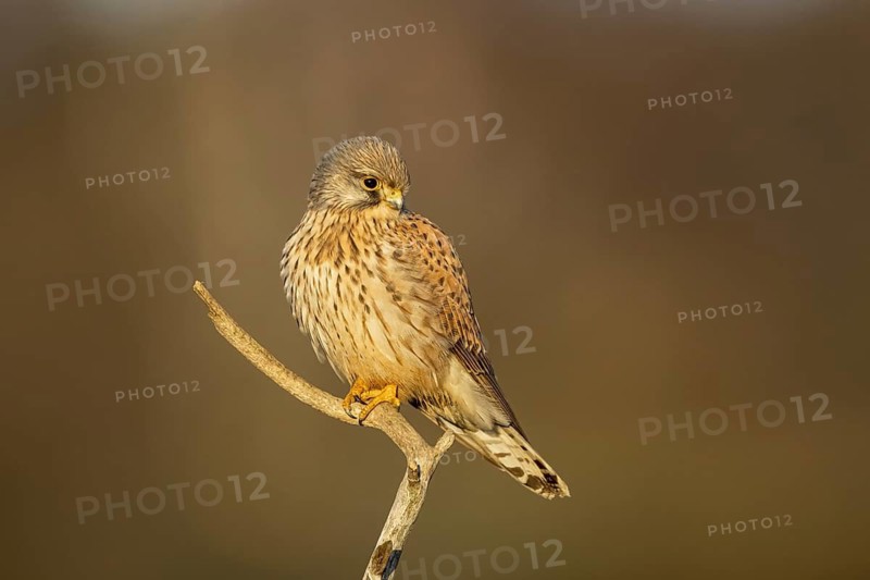 Common Kestrel (Falco tinnunculus) male perched on a branch, North Rhine-Westphalia, Germany