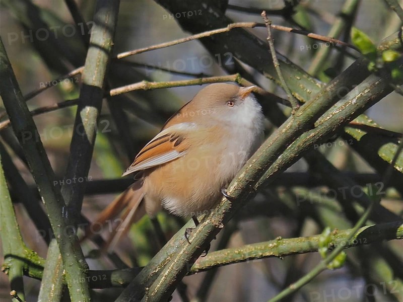 Bearded Tit (Panurus biarmicus)