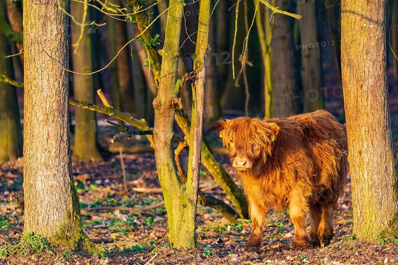 One Highland calf (Bos (primigenius) taurus) walks through a forest