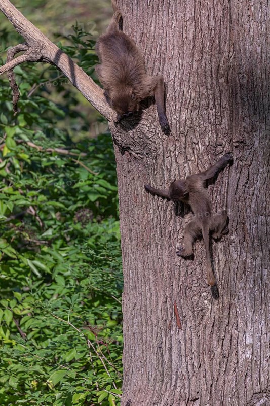 Two young Gelada (Theropithecus gelada), or bleeding-heart monkey playing on a branch high up in a tree. A green forest in the distant background