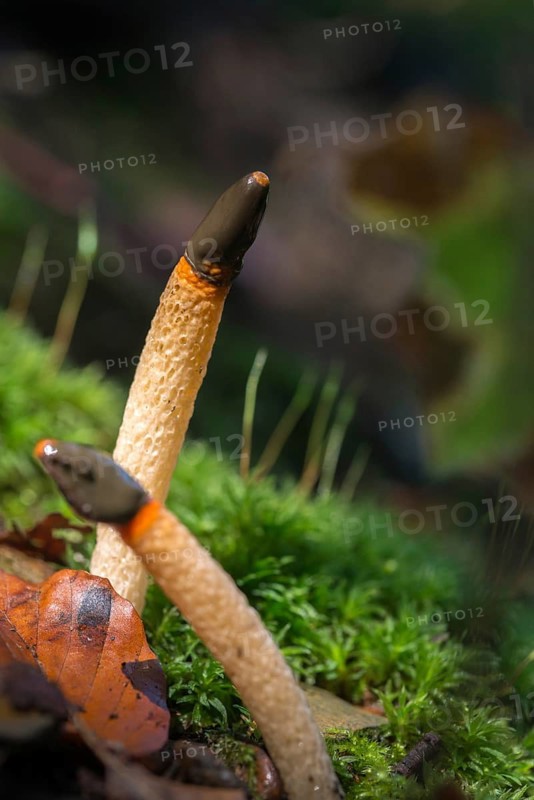 Common dog rod, dog rod, mutinus caninus, dog stinkhorn, fungi, fungus, high size, vertical format, mushrooms