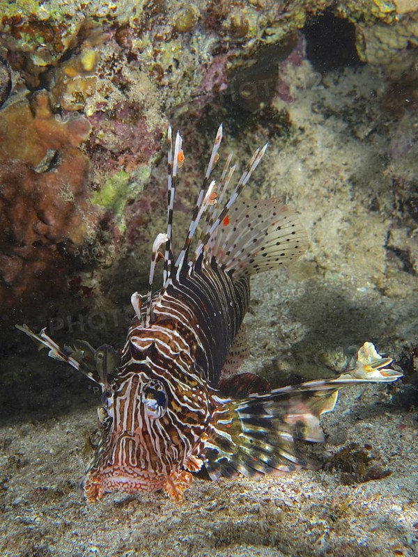 Common lionfish (Pterois miles)