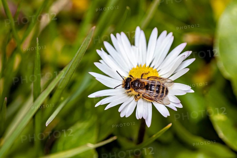 A bee perched on a white daisy amidst green grass, a garden leaf-cutter bee near Herleshausen in Germany (Megachile willughbiella)