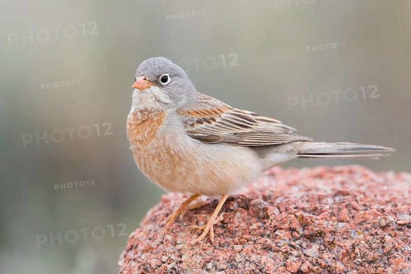 Grey-necked Bunting - Steinortolan - Emberiza buchanani, Kyrgyzstan, adult male