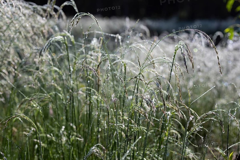 Grass with water droplets like raindrops after a fog, Germany