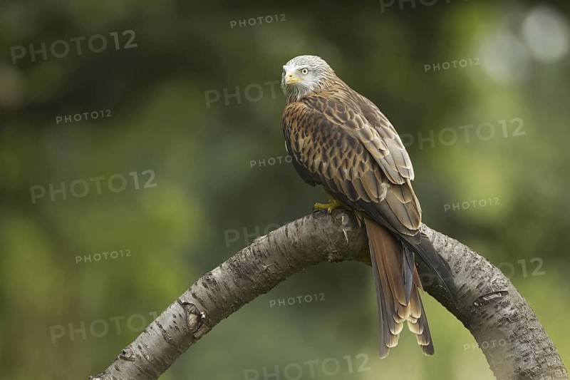 Red Kite (Milvus milvus), United Kingdom