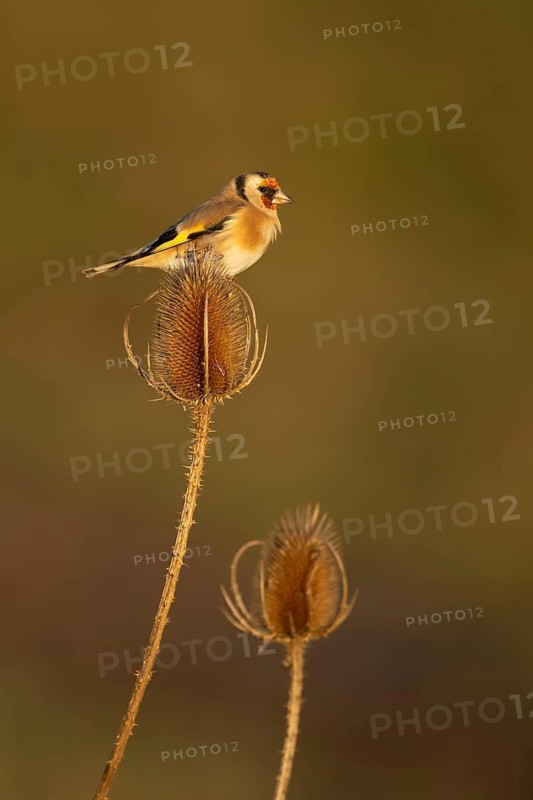 European goldfinch (Carduelis carduelis) adult bird on a Teasel (Dipsacus fullonum) seedhead, England, United Kingdom