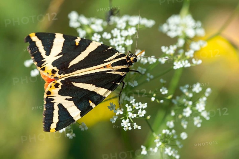 Callimorpha quadripunctaria, Euplagia quadripunctaria, jersey tiger, Panaxia quadripunctaria, Russian bear, Spanish flag, butterfly, insects, moths, moths, moths, butterfly