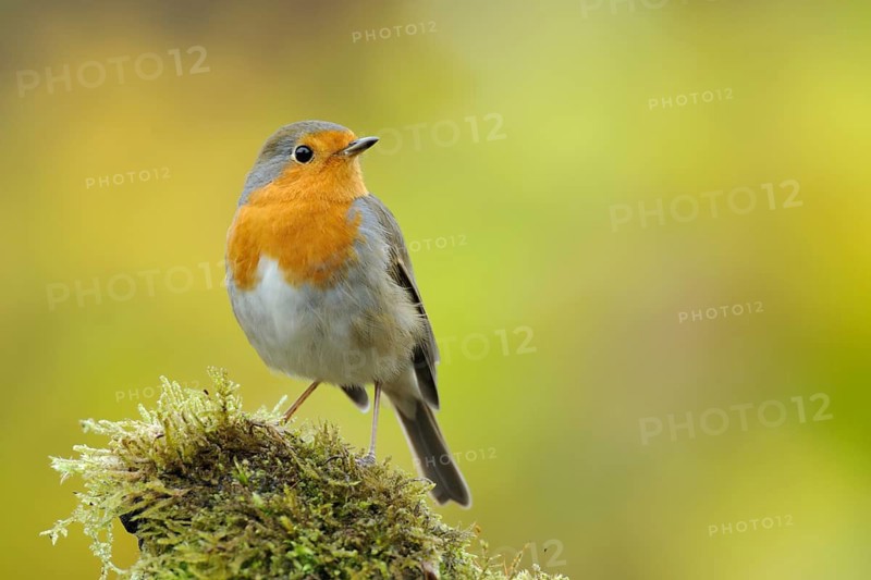 European Robin (Erithacus rubecula), North Rhine-Westphalia, Germany