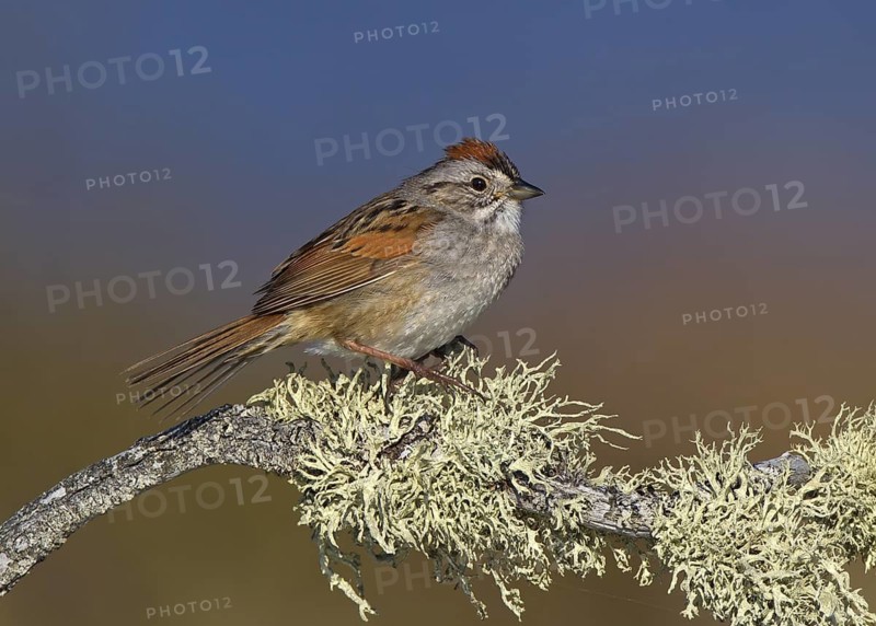Canada, Manitoba, June, breeding male