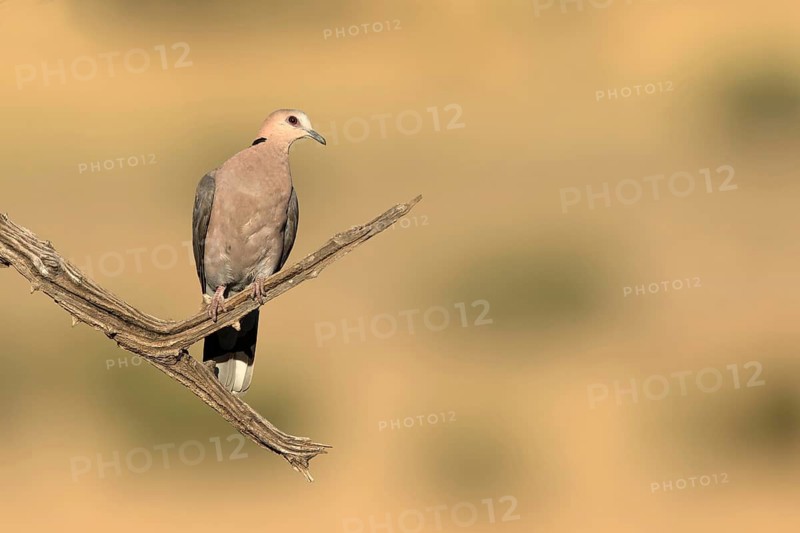 Kaapse tortelduif, Cape Turtle Dove, Streptopelia capicola