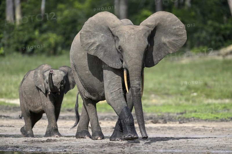 African forest elephants (Loxodonta cyclotis) in the Dzanga Bai forest clearing, Dzanga-Ndoki National Park, Unesco World Heritage Site, Dzanga-Sangha Complex of Protected Areas (DSPAC), Sangha-Mbaéré Prefecture, Central African Republic