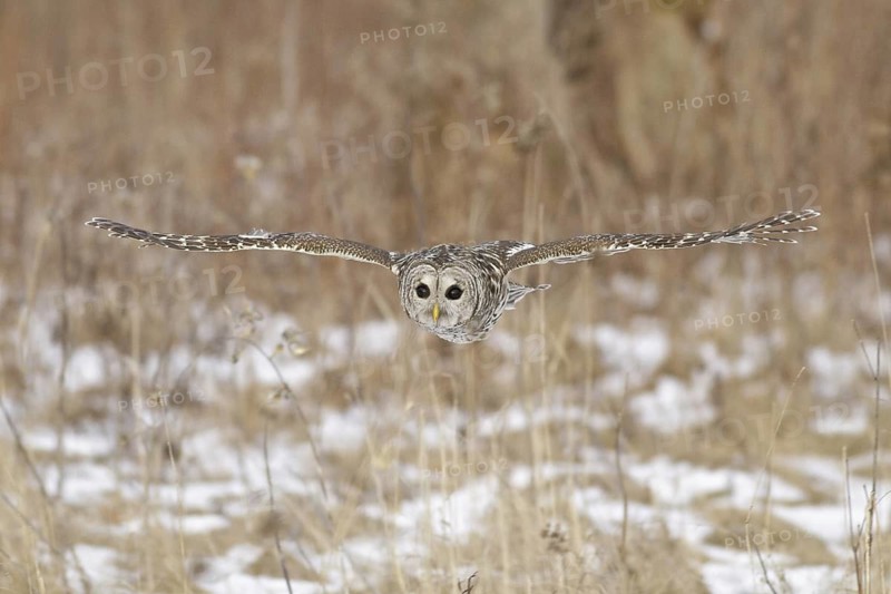 Barred Owl (Strix varia) flying, Ontario, Canada