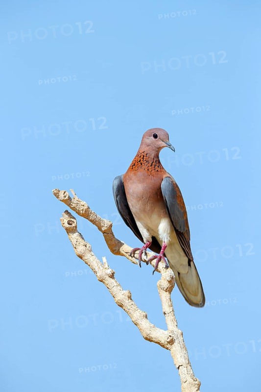 Palm Pigeon, Senegal Pigeon, (Streptopelia senegalensis), Animals, Birds, Pigeons Oman, Wadi Al Mughsayl, Arabian Peninsula, Middle East