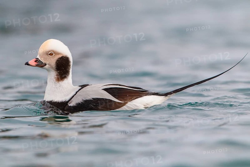 Long-tailed Duck (Clangula hyemalis) male, Finnmark, Norway