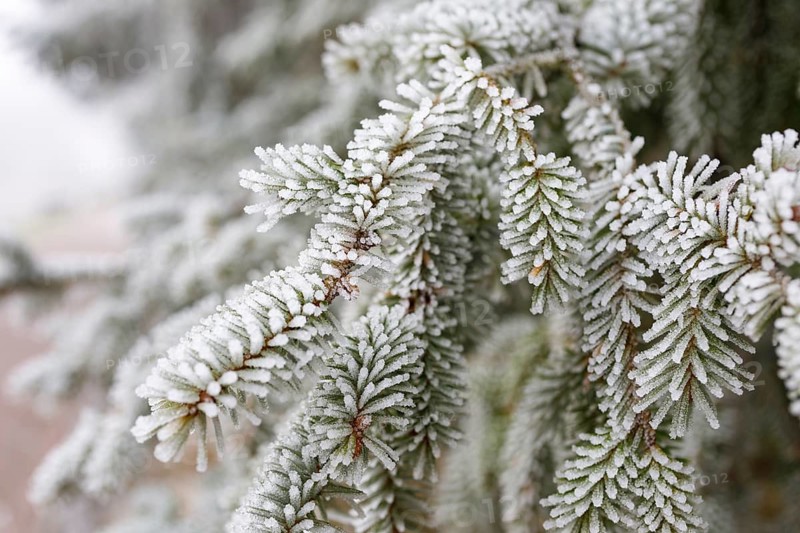 Cones on a coniferous branch with hoarfrost, Germany