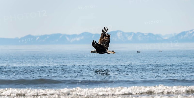 Bald eagle (Haliaeetus leucocephalus) in flight, Anchor Point at Cook Inlet, white mountain peaks of the Aleutian chain in the background, Anchor River State Recreation Area, Alaska, USA