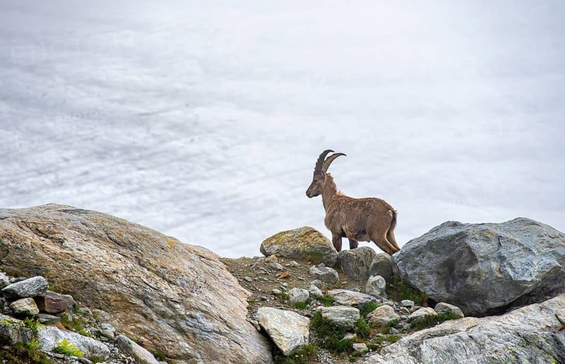 Alpine ibex (Capra ibex) male, in front of glacier, Bernese Alps, Bernese Oberland, Switzerland