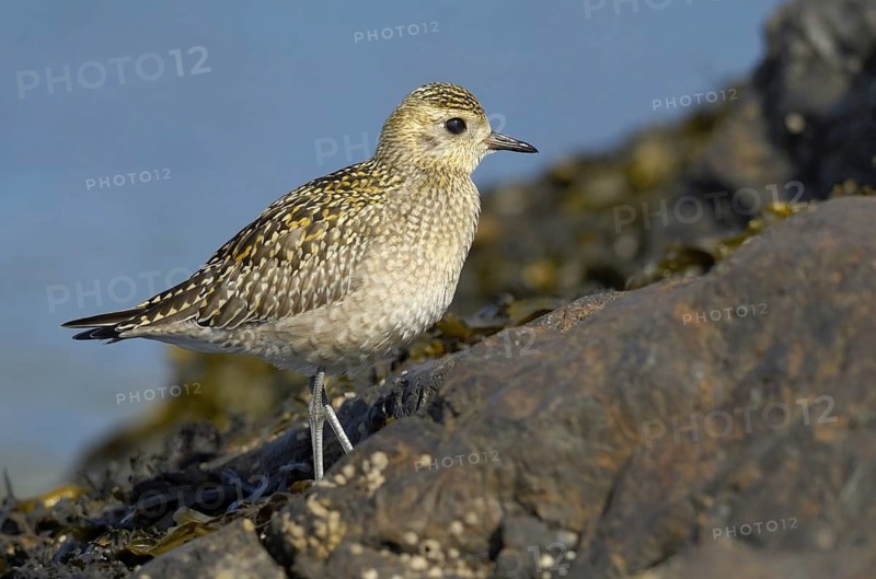 American Golden Plover (Pluvialis dominica), British Columbia, Canada