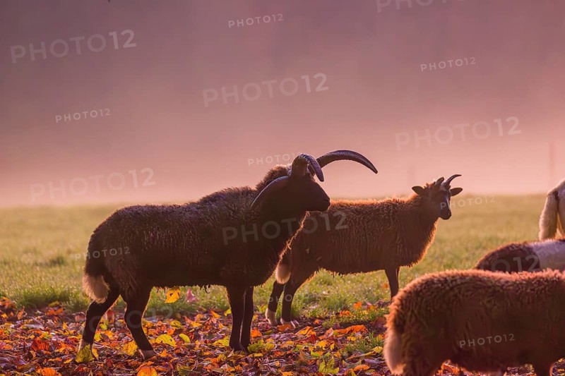 A small group of Jacob sheep (Ovis ammon F. aries) stands at sunrise on a meadow