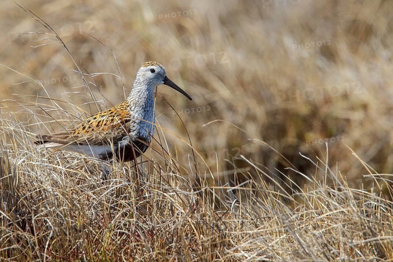 Dunlin (Calidris alpina) on the tundra near Churchill, Manitoba, Canada
