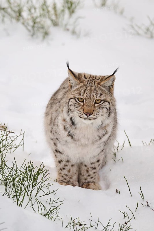Eurasian lynx (Lynx lynx) sitting in a snowy forest in winter, Bavaria, Germany